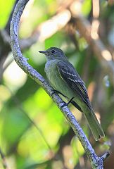 Small-billed Elaenia